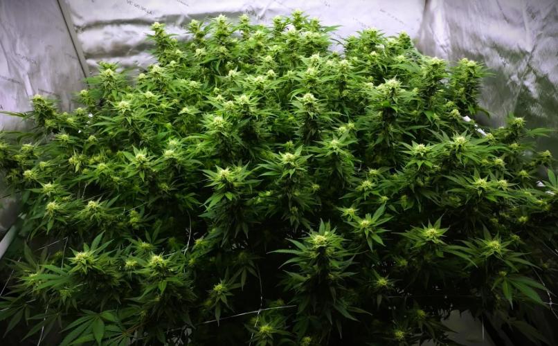 G13 Vampir by Ferrox Kollektiv. Week 8