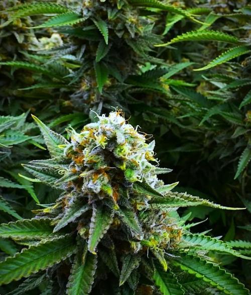 G13 Vampir by Ferrox Kollektiv. Week 9