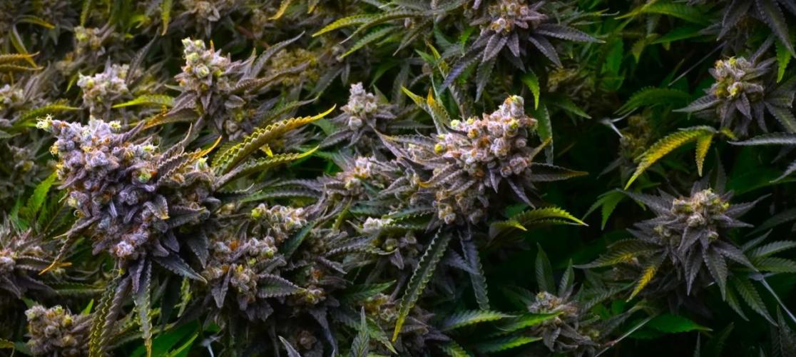G13 Vampir by Ferrox Kollektiv. Week 9