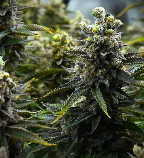 G13 Vampir by Ferrox Kollektiv. Week 9