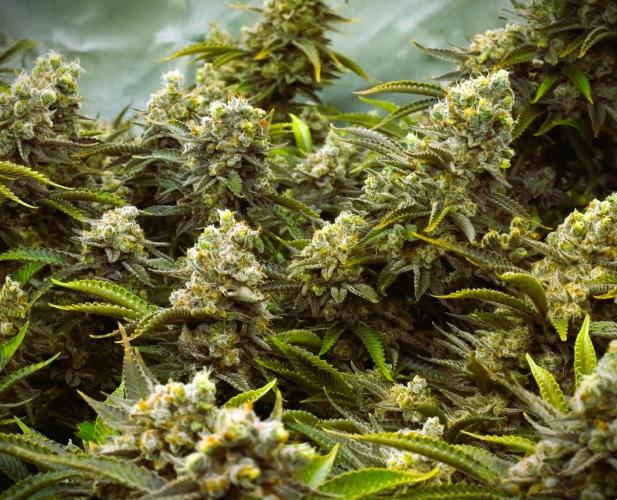 G13 Vampir by Ferrox Kollektiv. Week 9