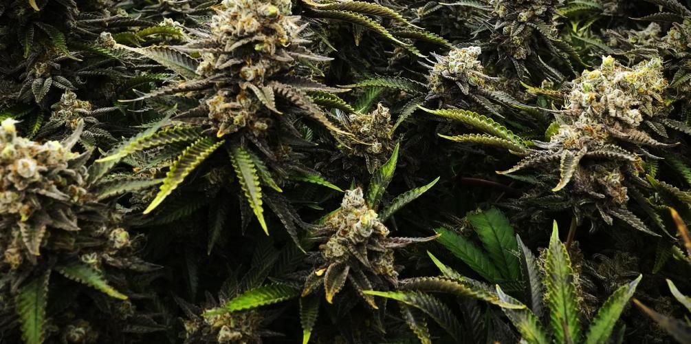 G13 Vampir by Ferrox Kollektiv. Week 10