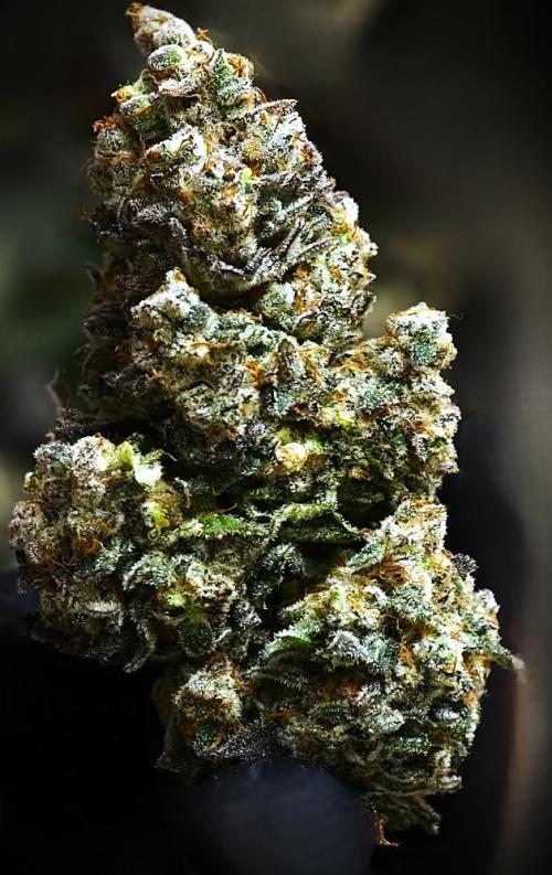 G13 Vampir by Ferrox Kollektiv. Week 10