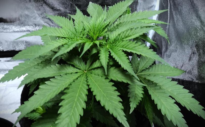 G13 Vampir by Ferrox Kollektiv. Week 0 - Genetik: Chocolate Diesel x Sour Dubb x Chems Sister
THC-Gehalt: 24–30 %
CBD-Geh