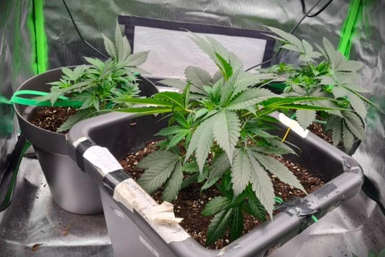 Watermelon Weddingcake x Zkittlez. Week 3
