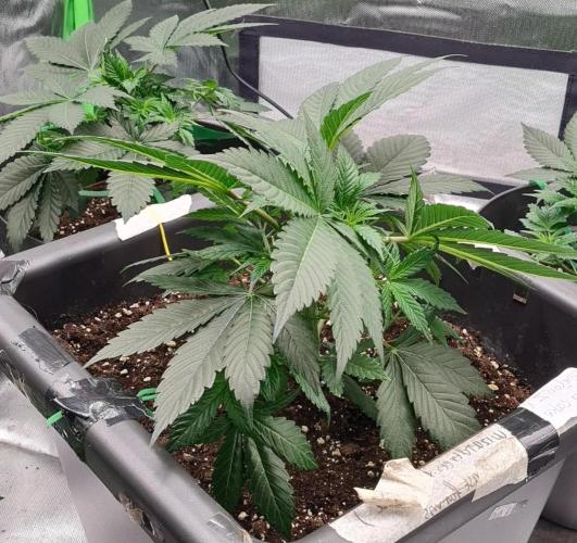 Watermelon Weddingcake x Zkittlez. Week 3