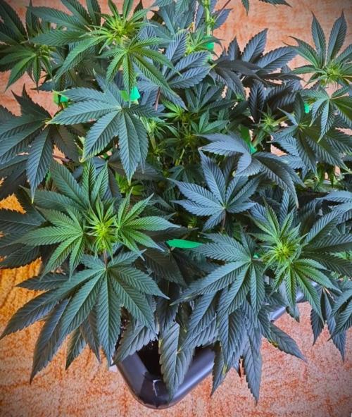 Watermelon Weddingcake x Zkittlez. Week 5