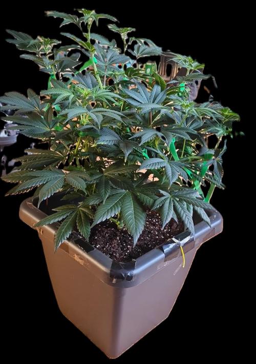 Watermelon Weddingcake x Zkittlez. Week 5