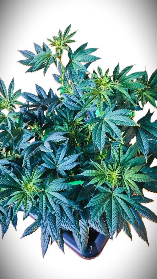 Watermelon Weddingcake x Zkittlez. Week 5
