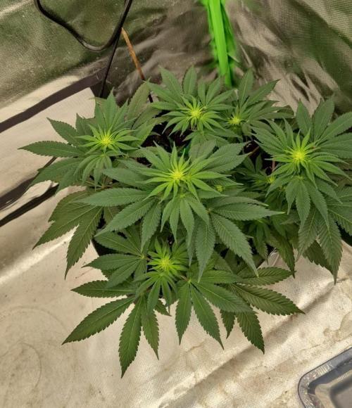 Watermelon Weddingcake x Zkittlez. Week 6