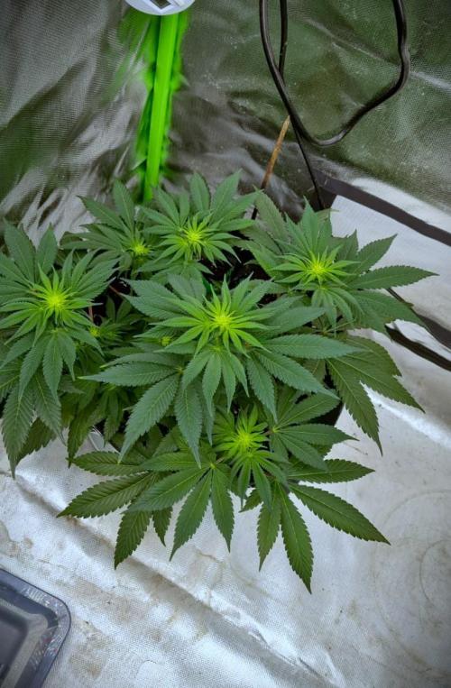Watermelon Weddingcake x Zkittlez. Week 6
