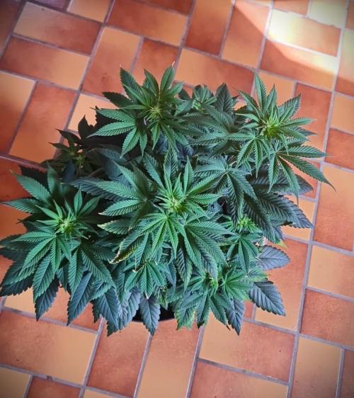 Watermelon Weddingcake x Zkittlez. Week 7