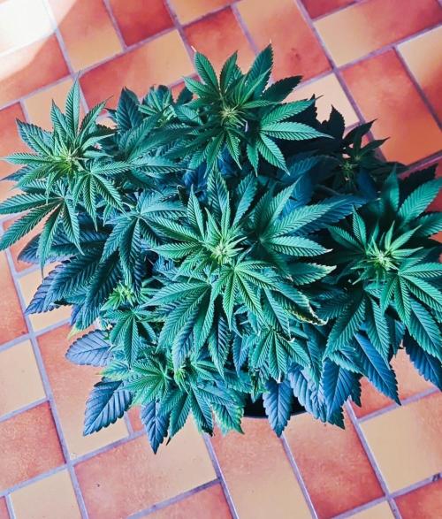 Watermelon Weddingcake x Zkittlez. Week 7