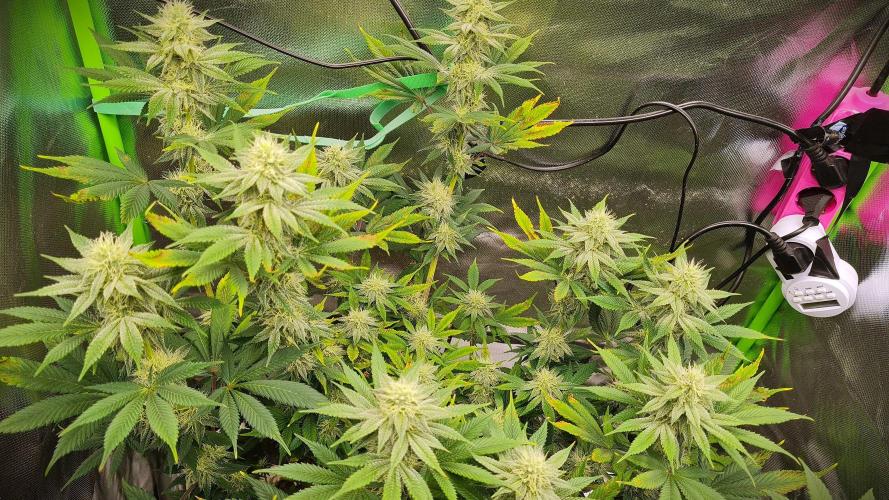 Watermelon Weddingcake x Zkittlez. Week 8