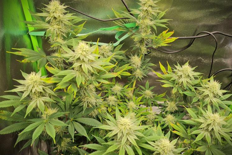 Watermelon Weddingcake x Zkittlez. Week 8