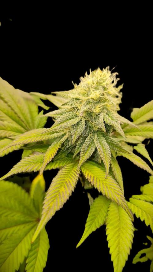 Watermelon Weddingcake x Zkittlez. Week 8