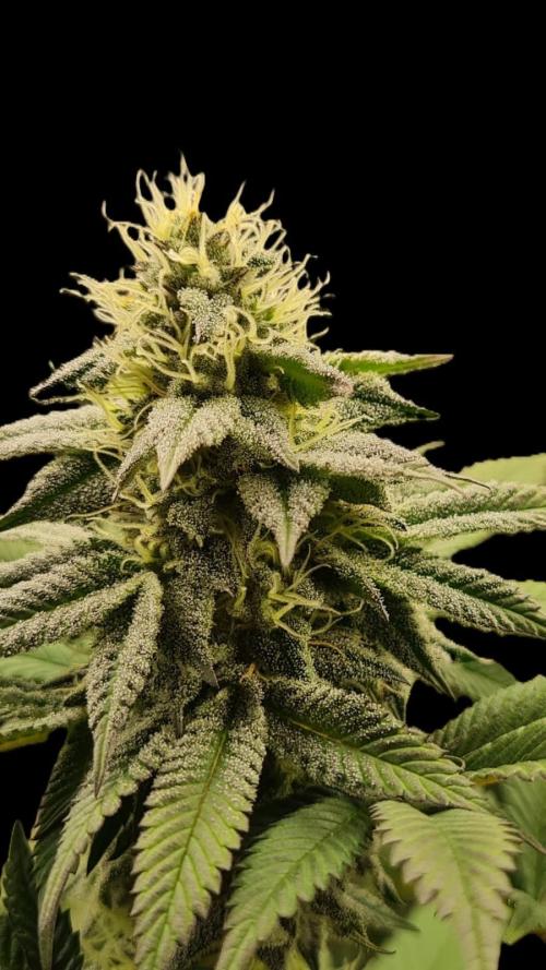 Watermelon Weddingcake x Zkittlez. Week 8