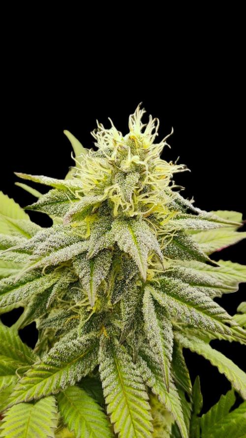 Watermelon Weddingcake x Zkittlez. Week 8