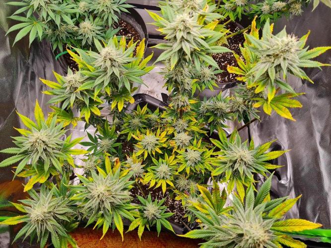 Watermelon Weddingcake x Zkittlez. Week 9