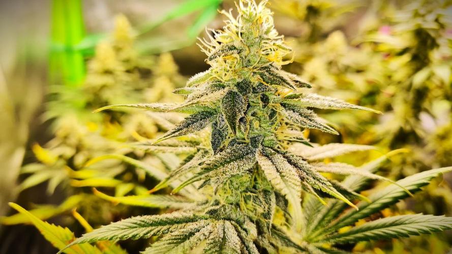 Watermelon Weddingcake x Zkittlez. Week 9