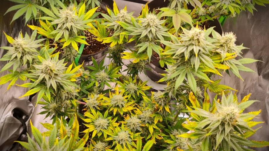 Watermelon Weddingcake x Zkittlez. Week 9
