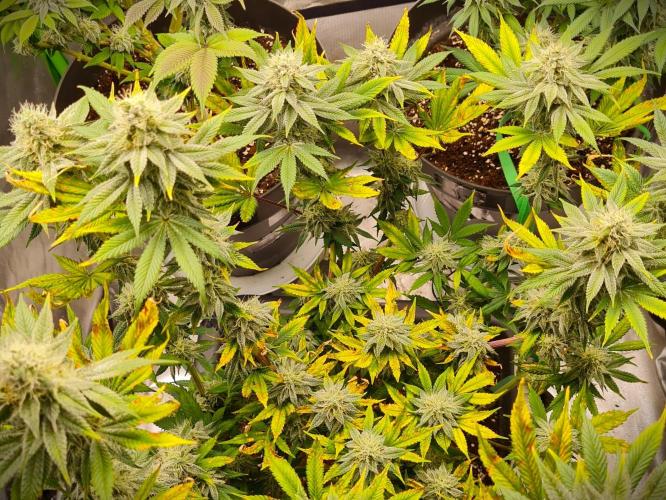 Watermelon Weddingcake x Zkittlez. Week 9