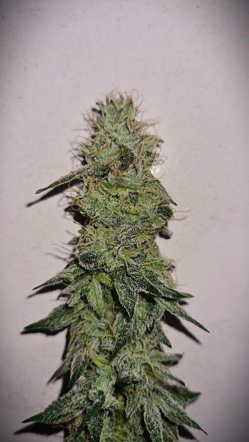 Watermelon Weddingcake x Zkittlez. Week 10