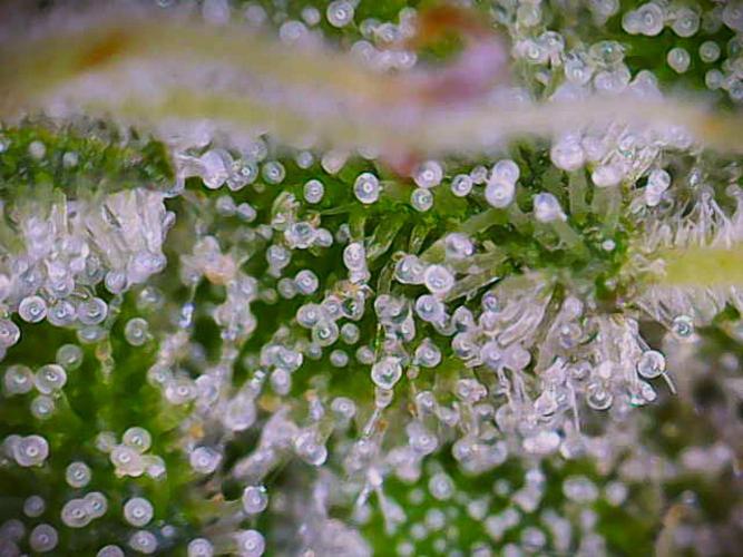 Watermelon Weddingcake x Zkittlez. Week 10