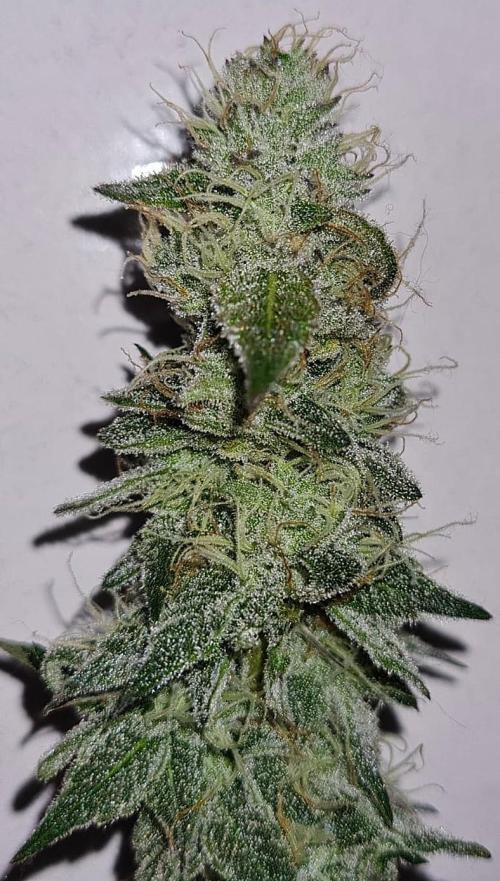 Watermelon Weddingcake x Zkittlez. Week 10