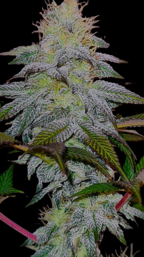 Watermelon Weddingcake x Zkittlez. Week 10