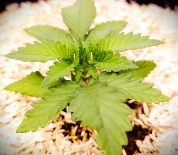 G13 Hellfire. Week 2