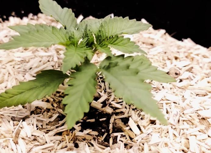 G13 Hellfire. Week 2