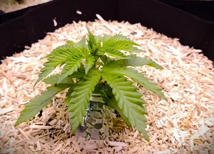 G13 Hellfire. Week 2