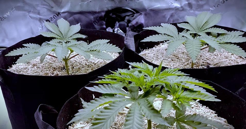 G13 Hellfire. Week 3