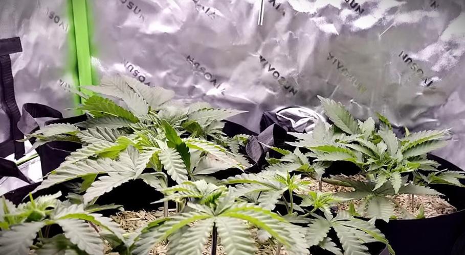 G13 Hellfire. Week 3