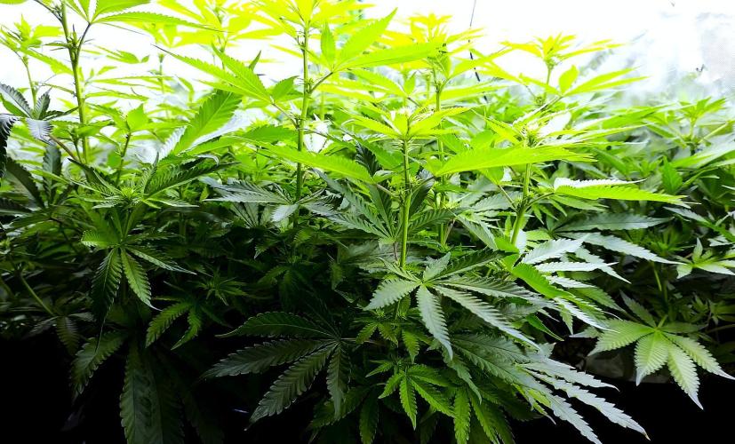 G13 Hellfire. Week 7