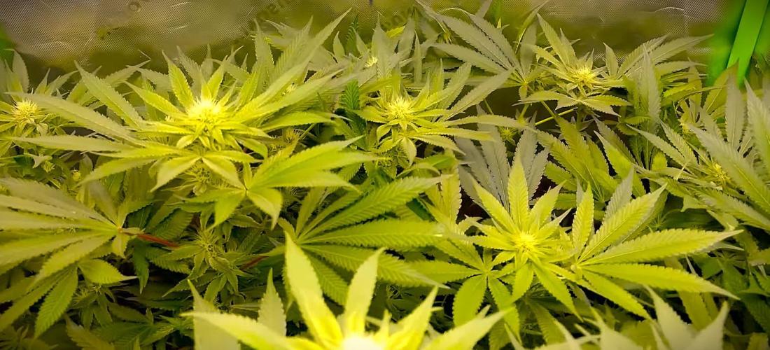 G13 Hellfire. Week 8