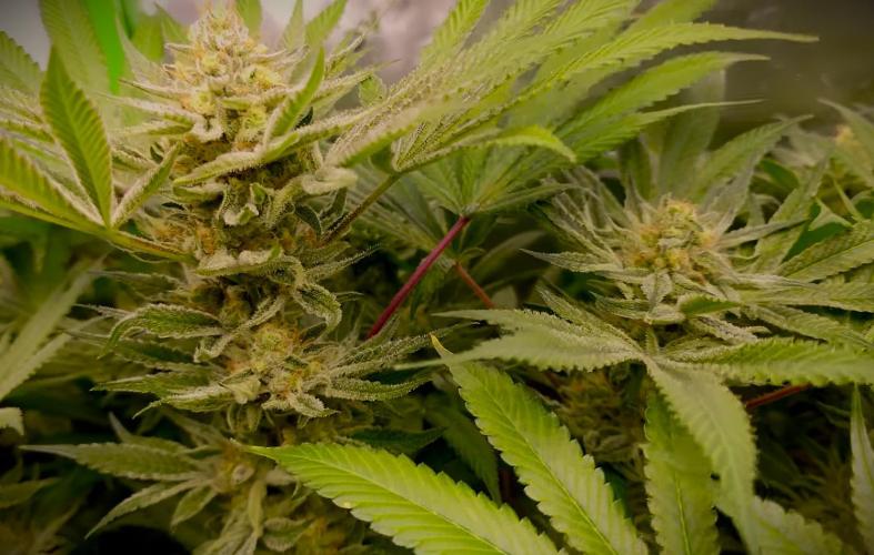 G13 Hellfire. Week 8