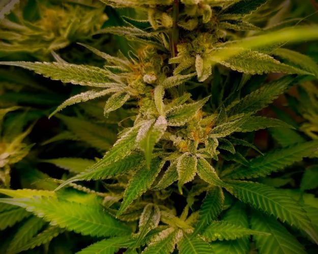 G13 Hellfire. Week 8