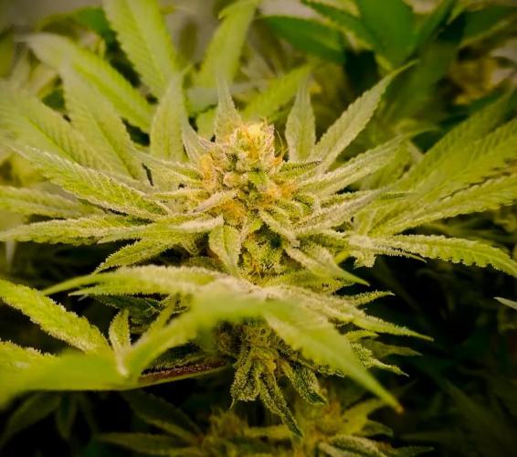 G13 Hellfire. Week 8