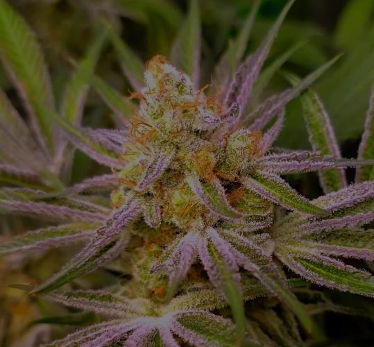 G13 Hellfire. Week 9