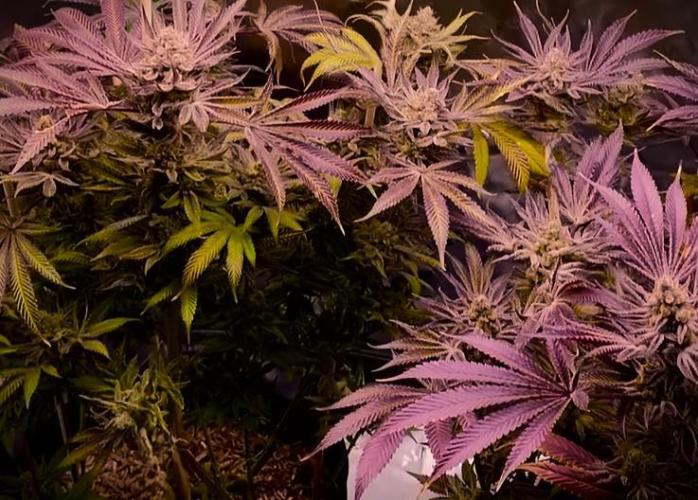 G13 Hellfire. Week 9
