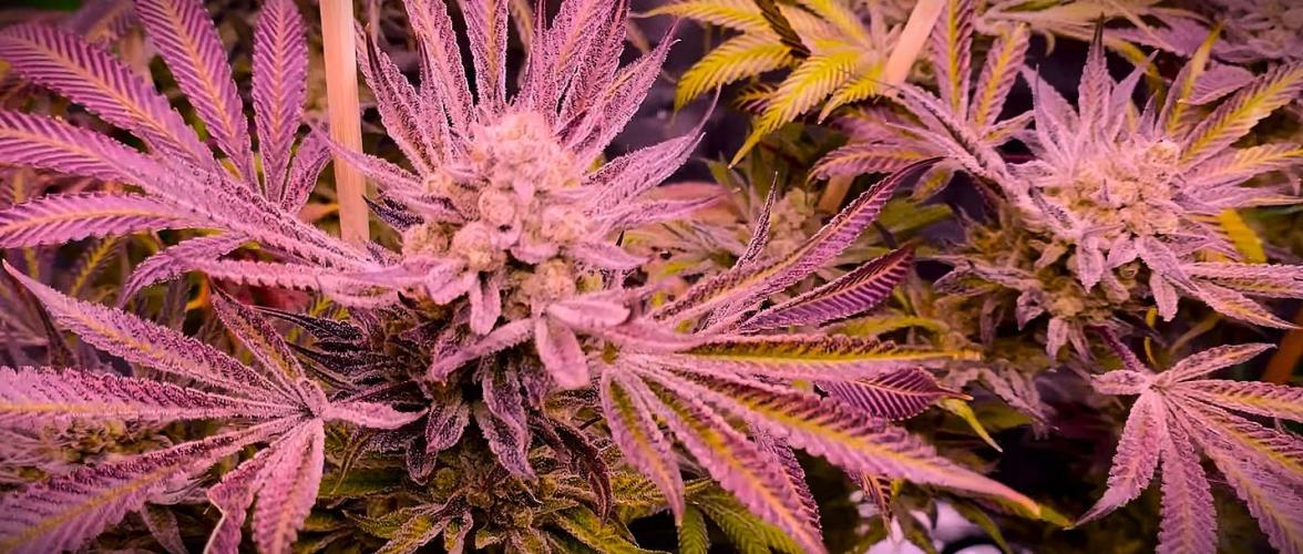 G13 Hellfire. Week 9