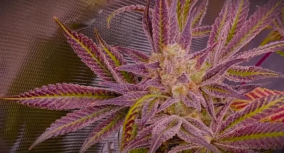 G13 Hellfire. Week 9