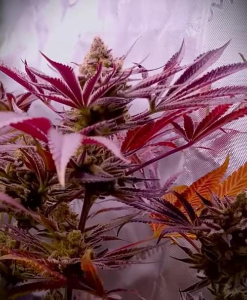 G13 Hellfire. Week 9