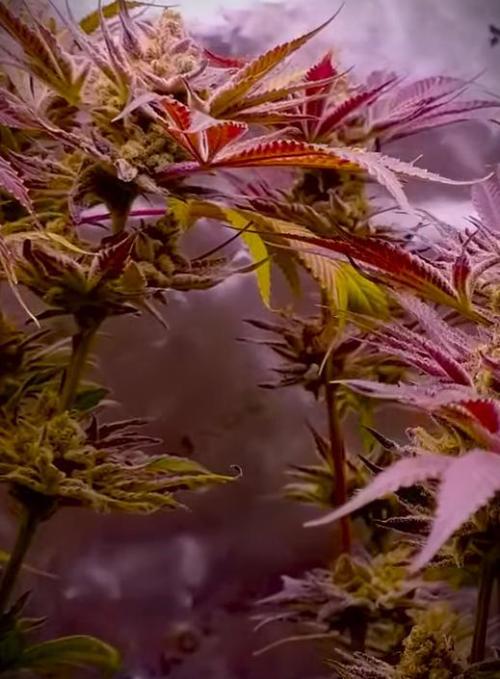 G13 Hellfire. Week 9