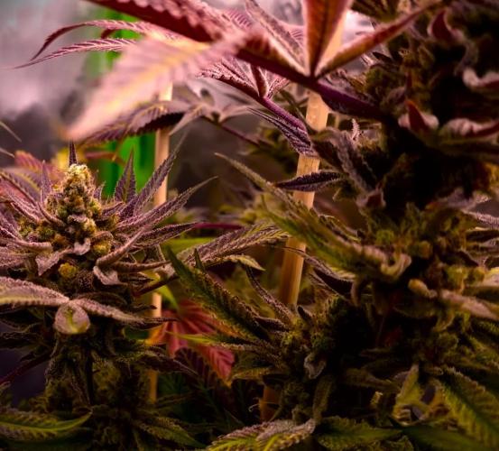 G13 Hellfire. Week 9