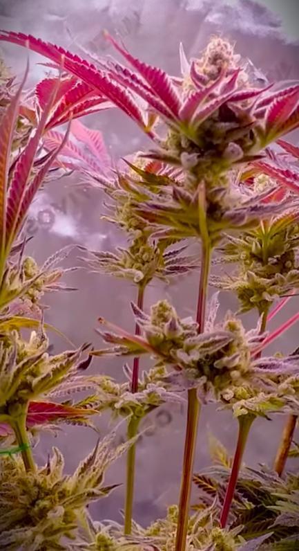 G13 Hellfire. Week 10