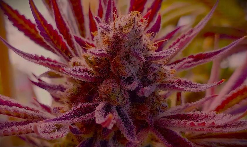 G13 Hellfire. Week 10
