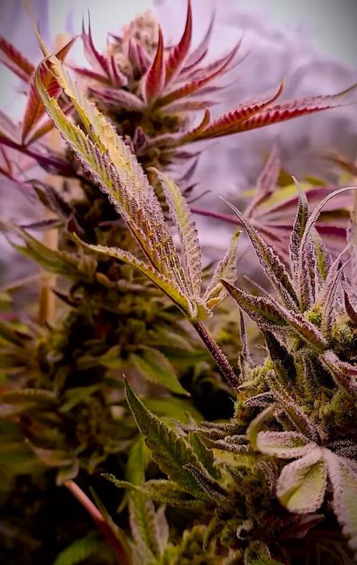 G13 Hellfire. Week 10